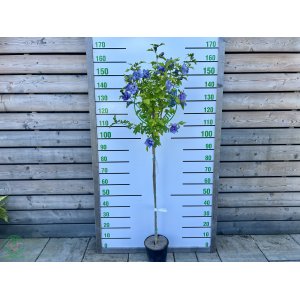Ibištek sýrsky (Hibiscus Syriacus) ´BLUE CHIFFON´® - výška 130-160 cm, kont. C5L - NA KMIENKU